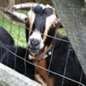 Meet your Posher, Robbie